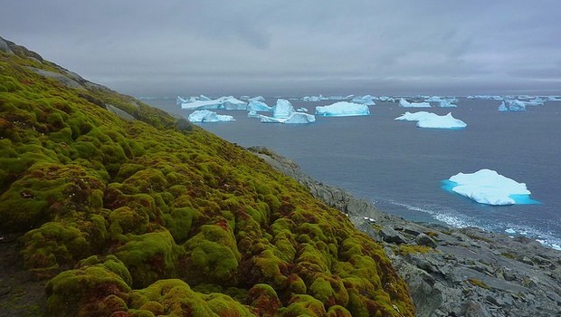 Climate change is turning Antarctic green