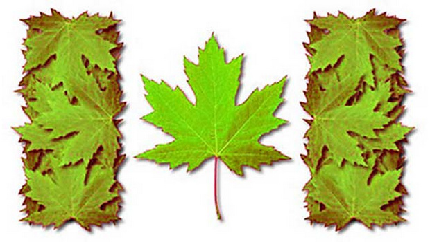 Canada latest to ratify Kigali amendment