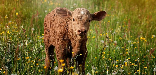 CO2 heat pumps target UK farmers