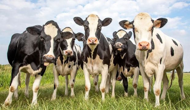 Новозеландская компания представила «первый в мире» молокоохладитель на CO2